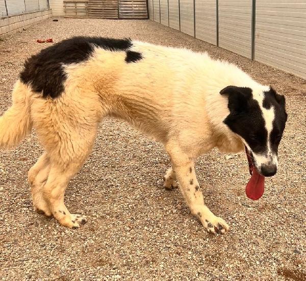 Garofano, giocherellone e affettuoso (maggio 2023) Foto 2